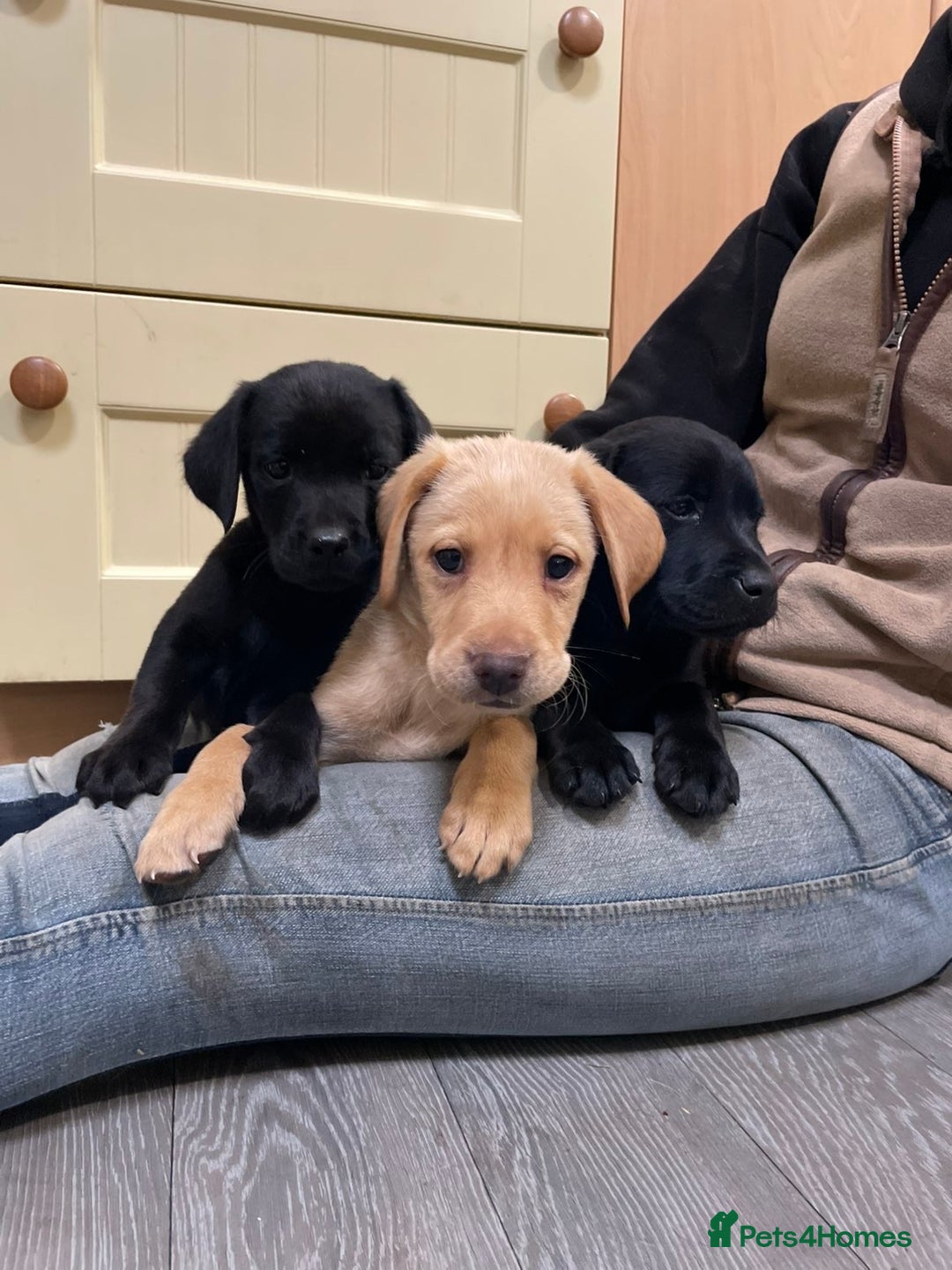 Labrador Retriever dogs for sale: Stunning Labrador puppies - Image 7