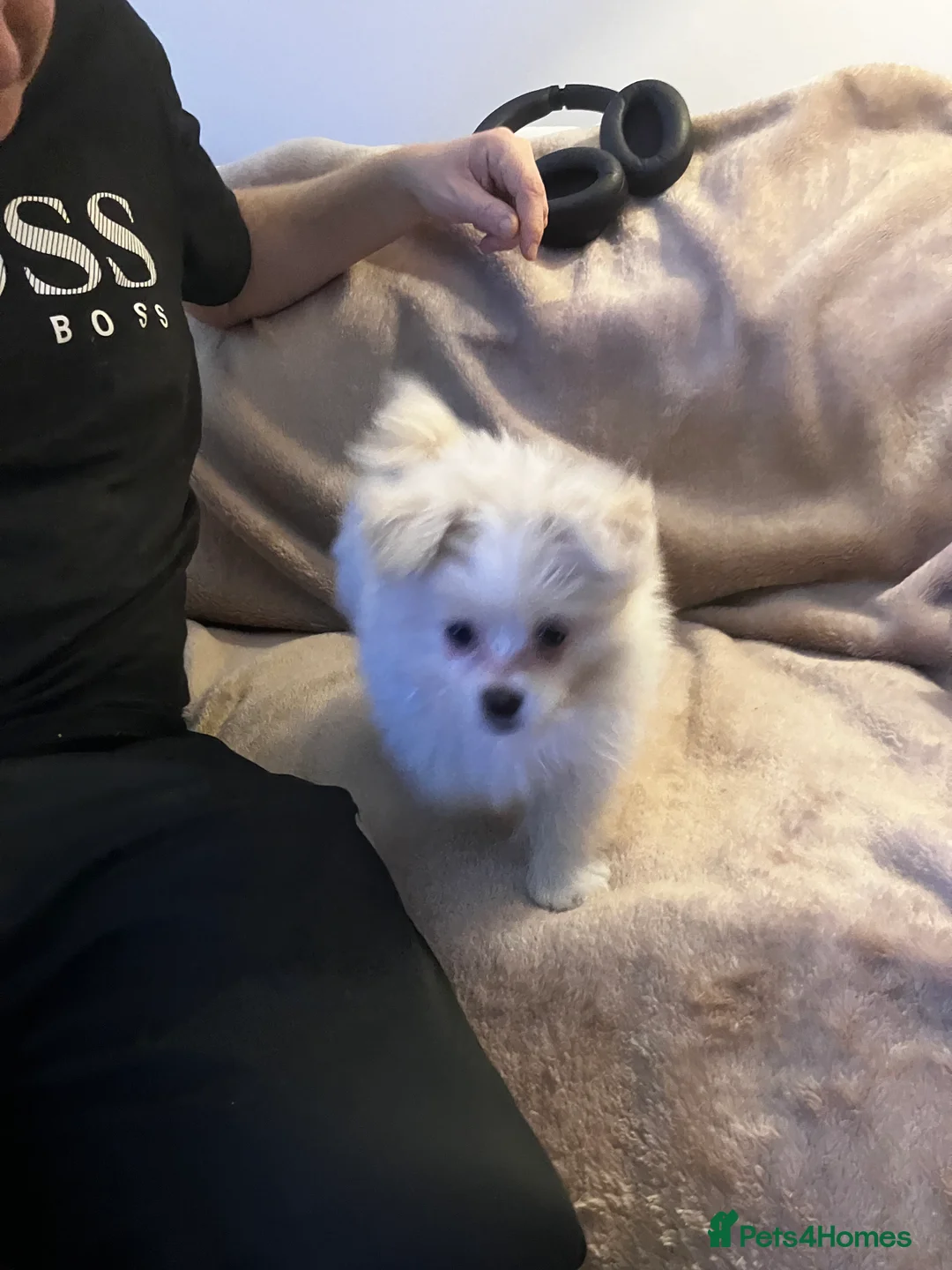 Mixed Breed dogs for sale: Malti-Pom Puppies - £1200 - 3 Left - Advert 27