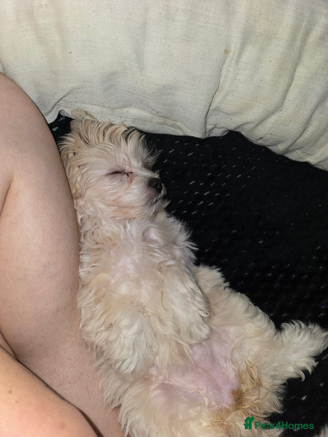 Yorkiepoo dogs for sale: Bella the yorkipoo - Advert 2