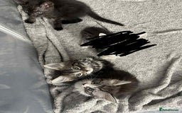 Mixed Breed cats for sale: 3 Mixed coloured Kittens  - Image 1