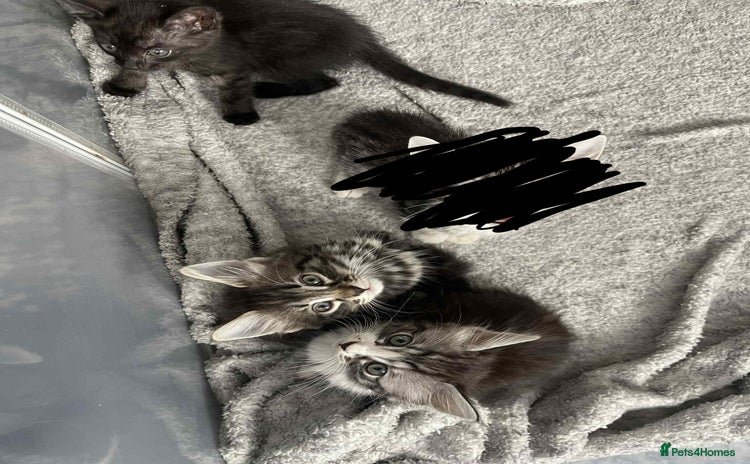 Mixed Breed cats - Advert 13