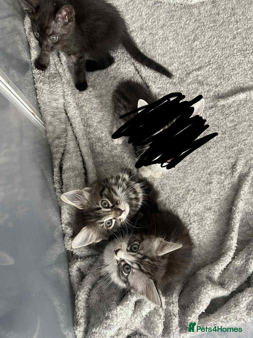 Mixed Breed cats for sale: 3 Mixed coloured Kittens  - Image 1