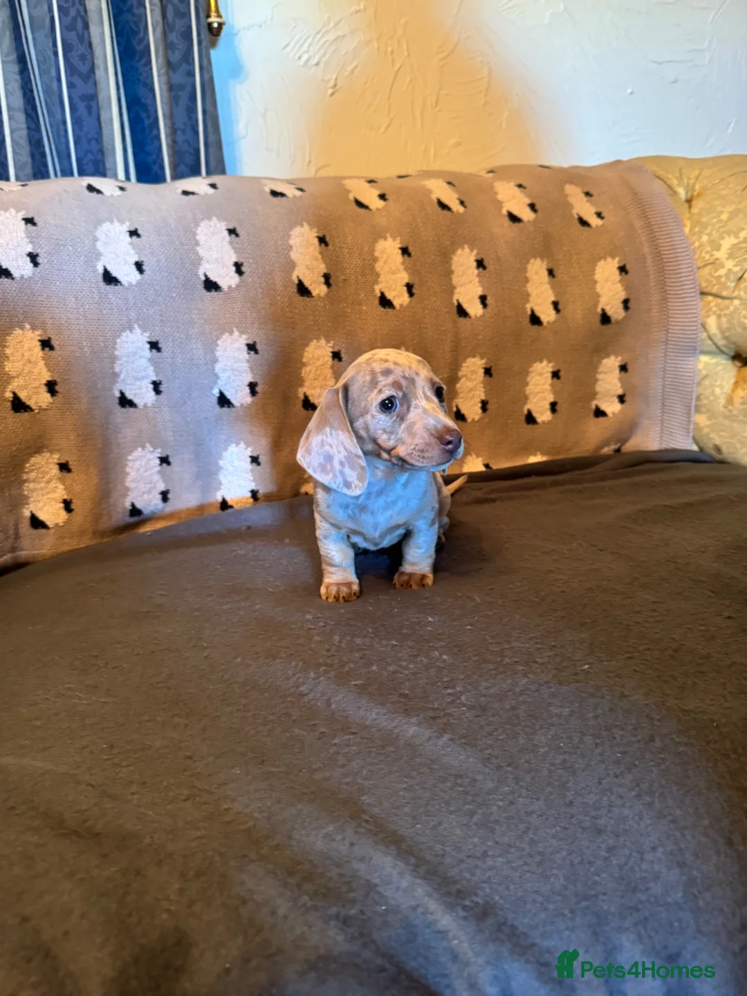 Miniature Dachshund dogs for sale: Smooth haired miniature Dachshund puppies in Okehampton - Advert 2