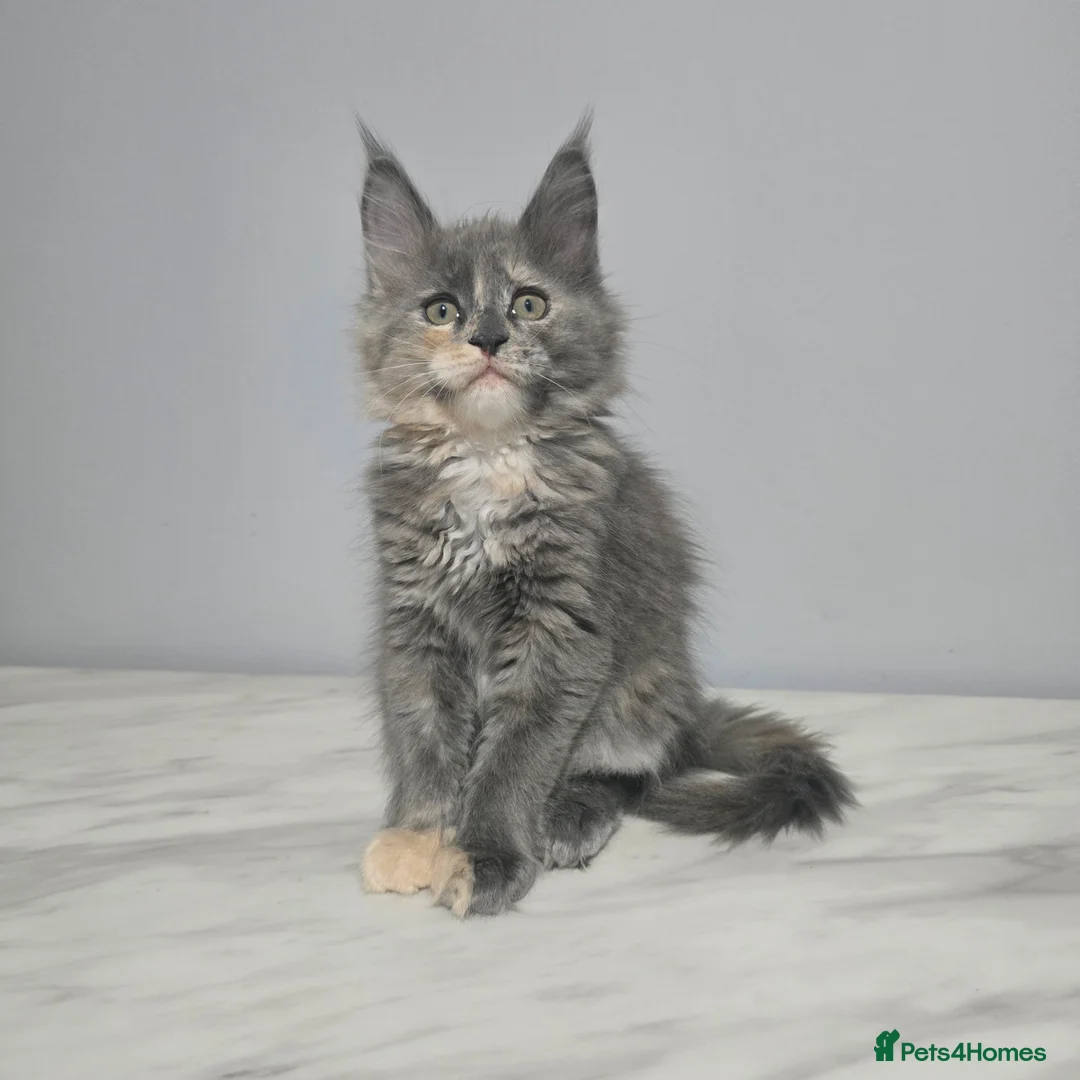 Maine Coon cats for sale: Last female tica registered available  - Advert 2