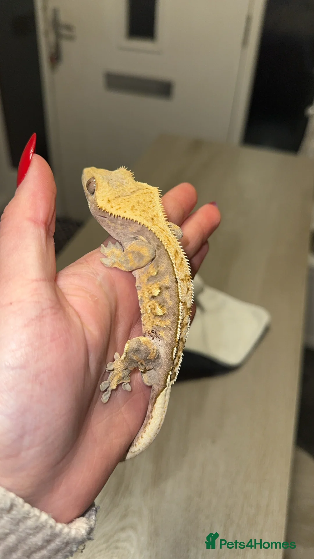 Gecko reptiles for sale: Crested gecko  in Ashford - Advert 2