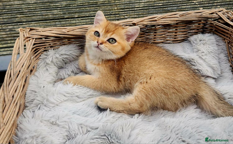 British Shorthair cats - Advert 13