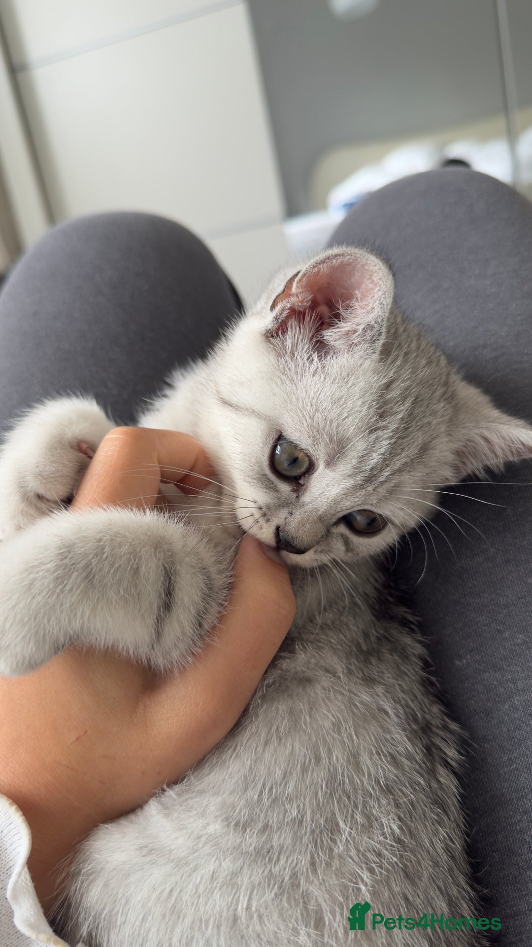 British Shorthair cats for sale: British shorthair adorable Kittens - Image 3