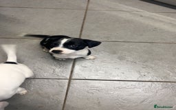 Mixed Breed dogs for sale: Adorable Jack Russell X Puppies - Ready Now - Image 11