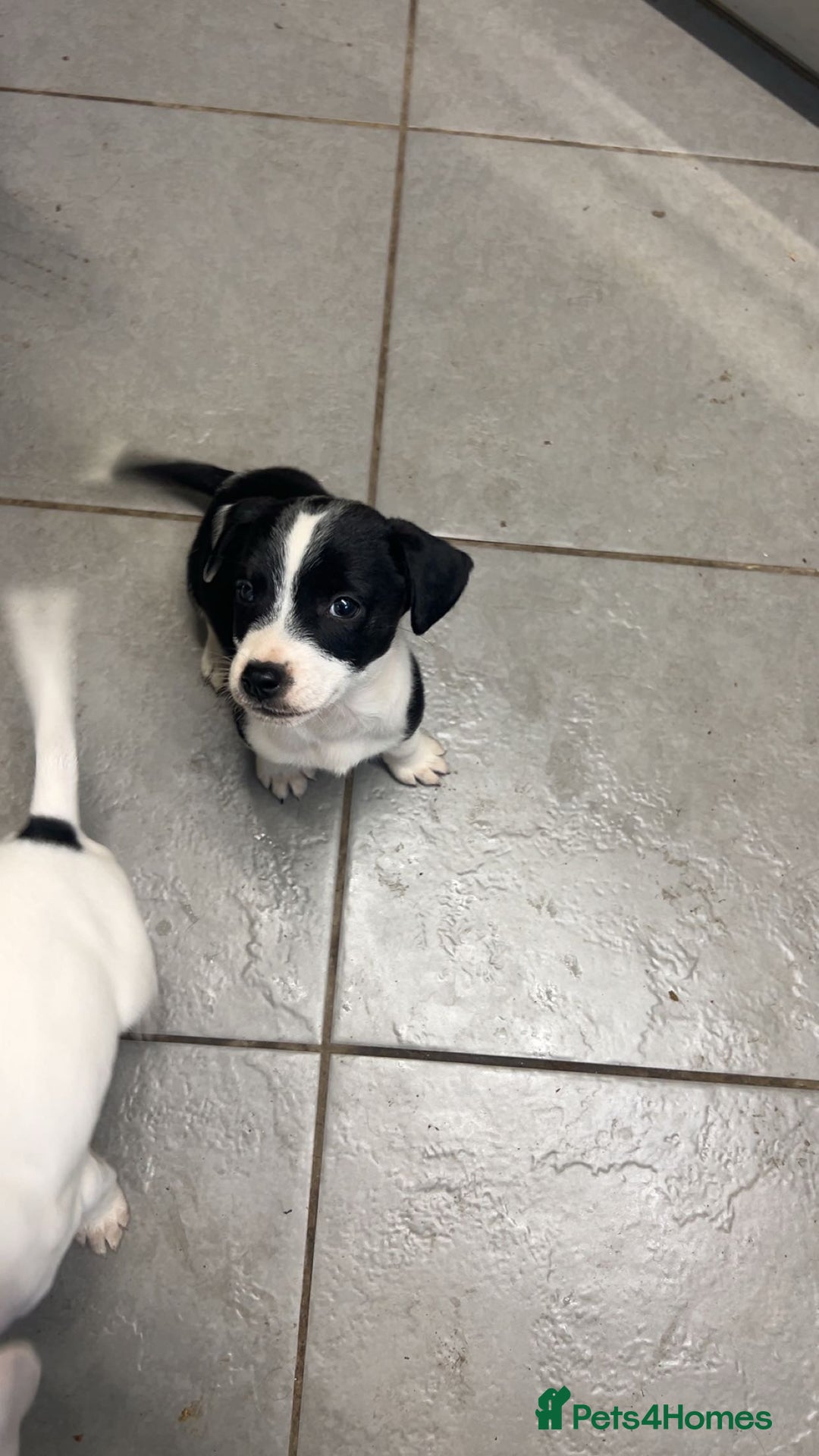 Mixed Breed dogs for sale: Adorable Jack Russell X Puppies - Ready Now - Image 11