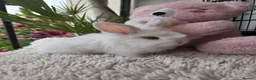 Mini Lion Lop rabbits for sale: Beautiful tame blue eye Supersoft babies.  - Advert 6