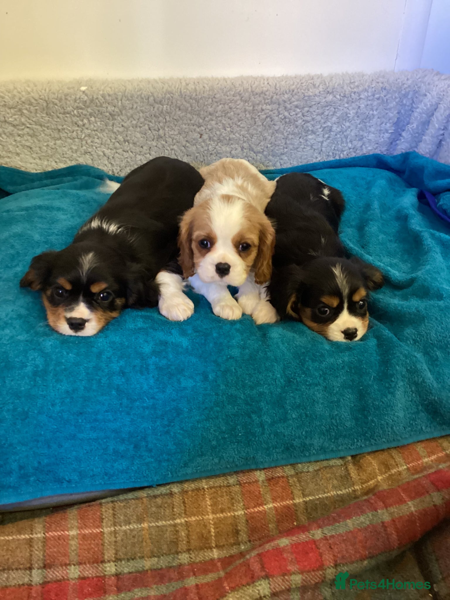 Cavalier King Charles Spaniel dogs Cavalier King Charles  - Advert 1