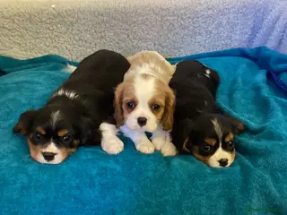 Cavalier King Charles Spaniel dogs Cavalier King Charles - Advert 4