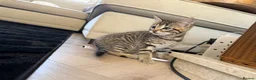 Bengal cats for sale: Beautiful x bengals ready to be rehomed - Advert 9