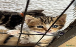 British Shorthair cats for sale: Beautiful playful kittens  - Image 6