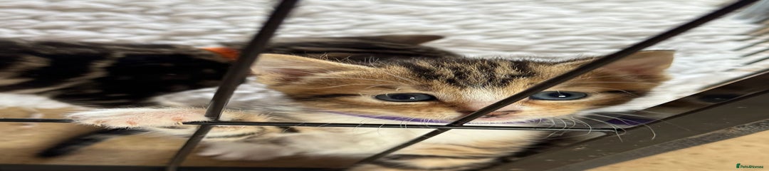 'Purple Collar Female' British Shorthair Kitten 5