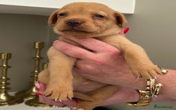 Labrador Retriever dogs for sale: Labradors retriever 4 weeks old 3 girls 2 boys  in Walsall - Image 5