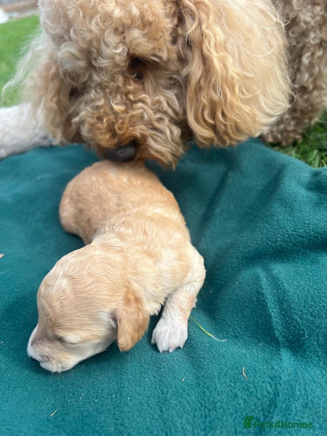 Miniature Poodle dogs for sale: KC registered miniature poodle puppies - Image 9