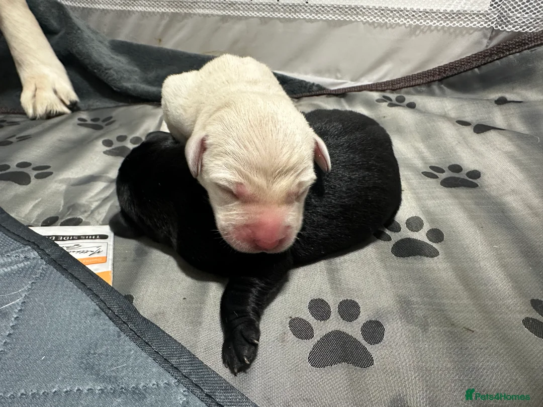 Goldador dogs for sale: Beautiful Goldador Pups  - Advert 35