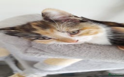 Mixed Breed cats for sale: 3 mixed breed kittens available  - Image 1