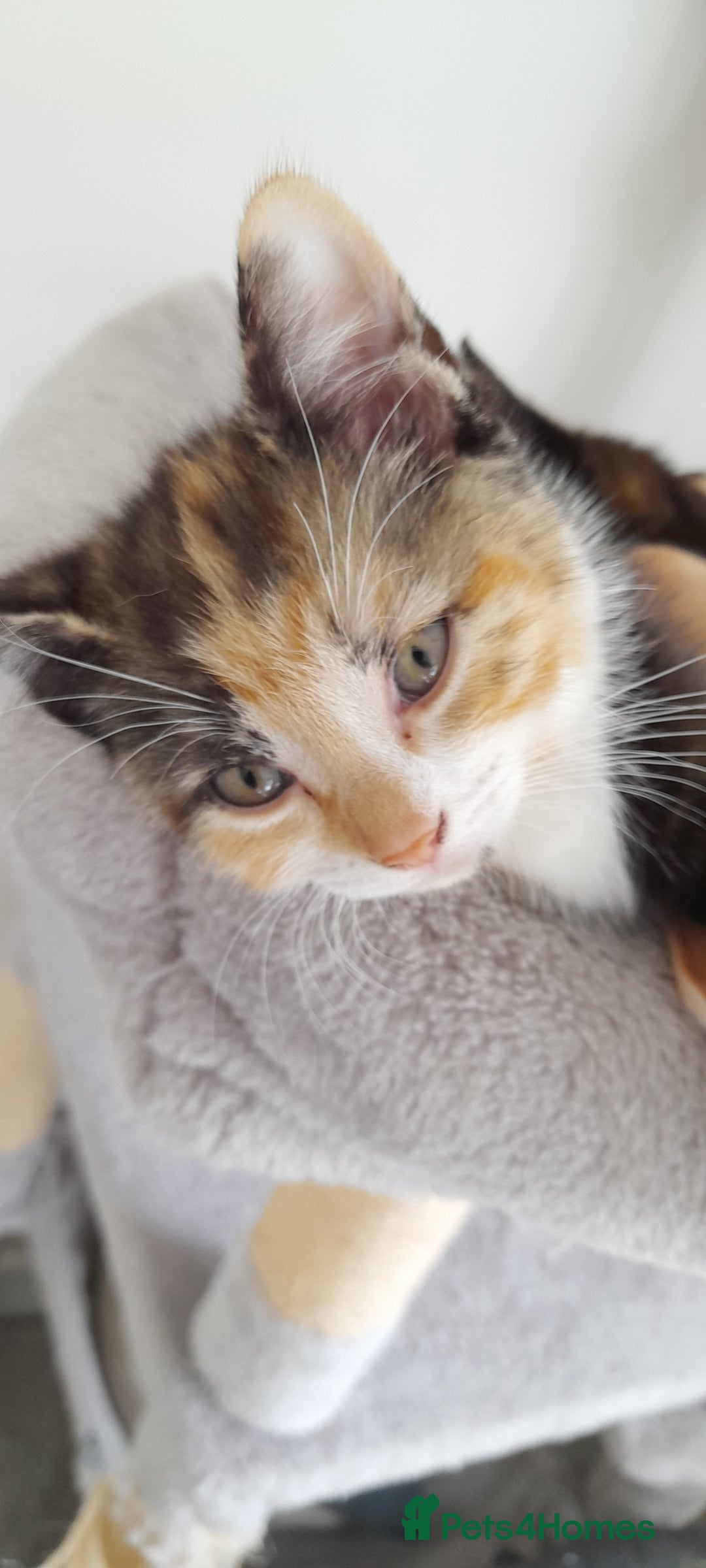 Mixed Breed cats for sale: 3 mixed breed kittens available  - Image 1