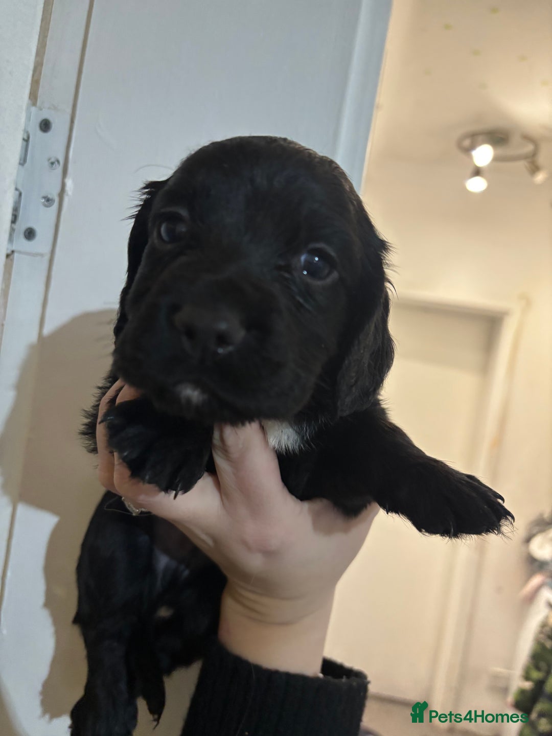 Cocker Spaniel dogs for sale: 🐶Beautiful Cocker spaniel puppies 🐶  - Advert 26