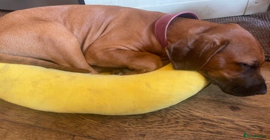 Rhodesian Ridgeback dogs - Advert 1