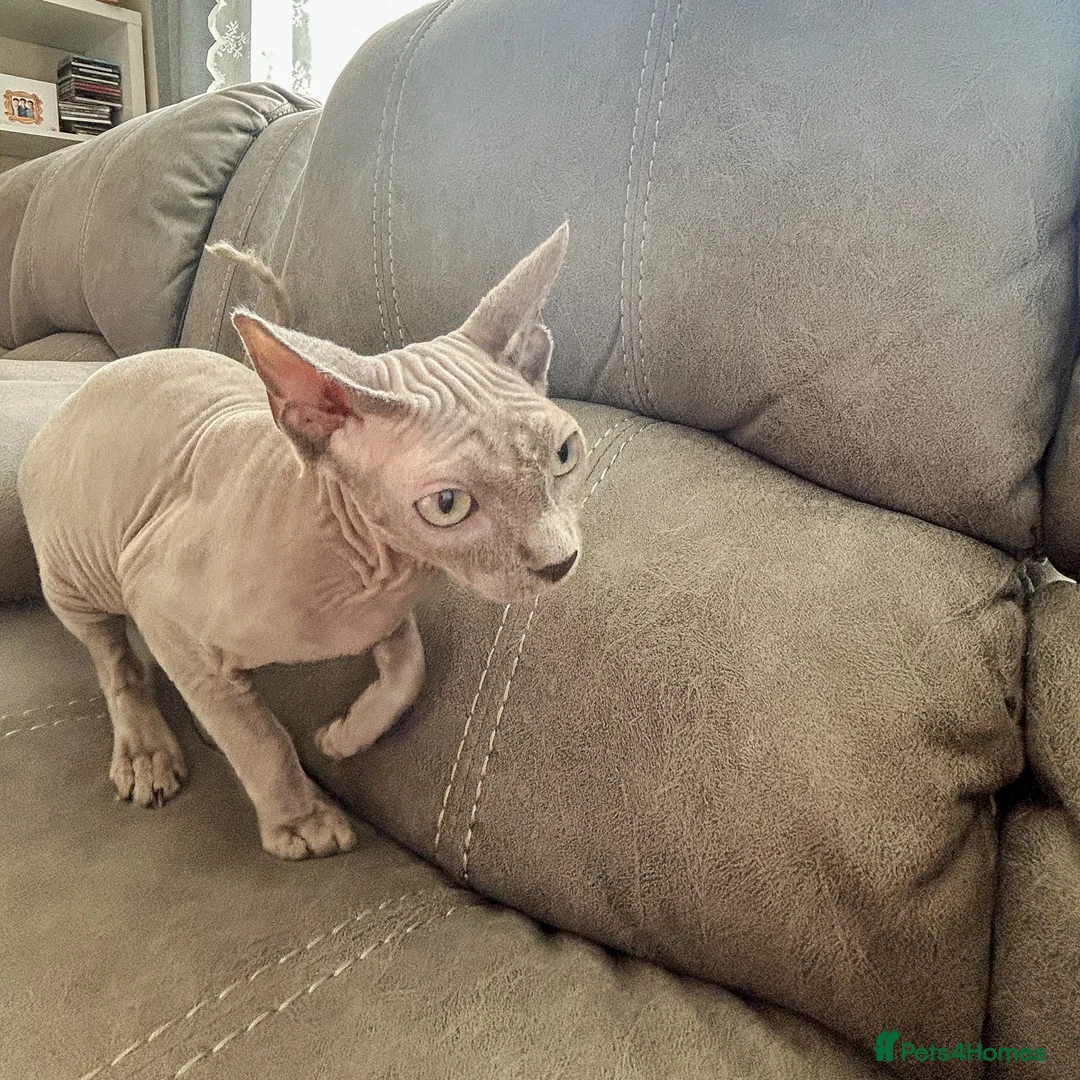 Sphynx cats for sale: Urgent - Petite Silver Sphynx Girl needs new home - Advert 4