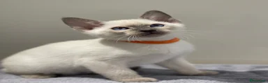 Siamese 6