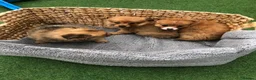 Pomchi dogs for sale: Pomchi puppies  - Advert 13