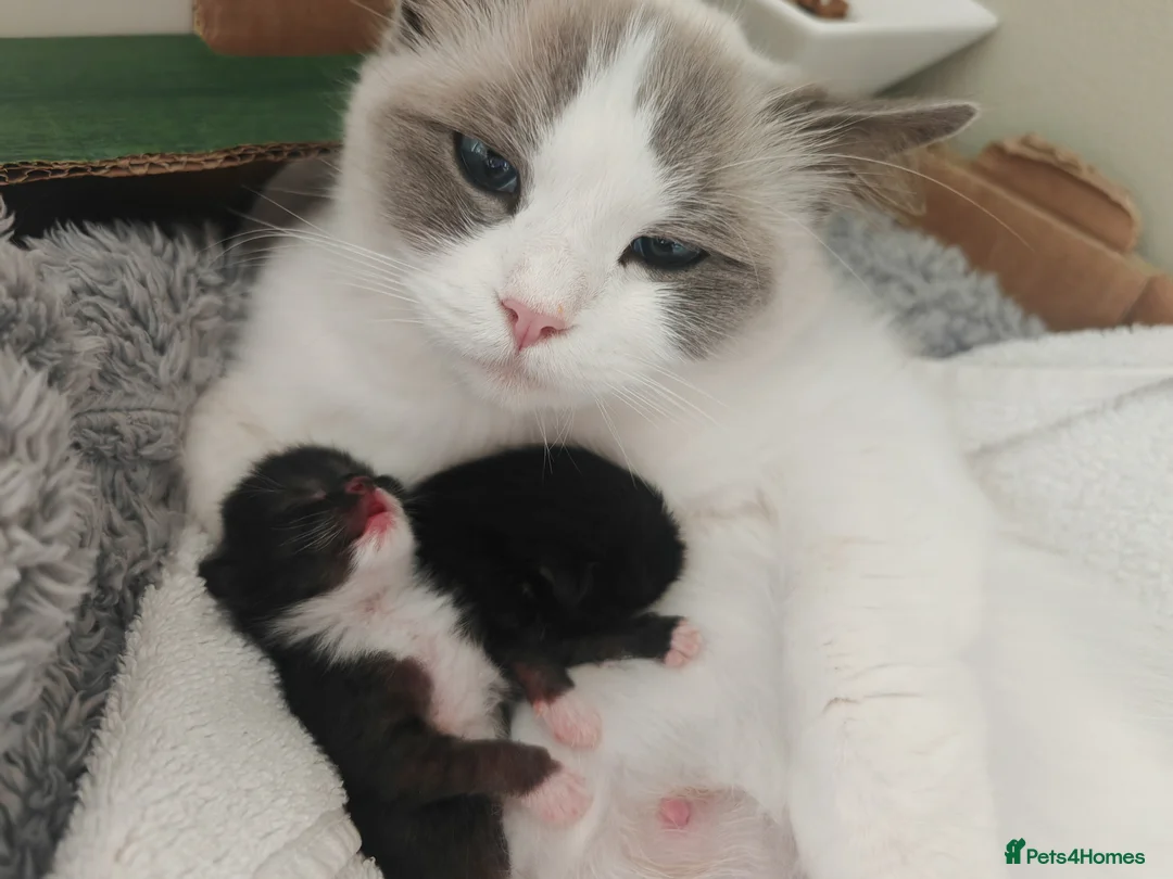 Ragdoll cats for sale: Two Gorgeous Female Kittens Looking for Their Home - Advert 1