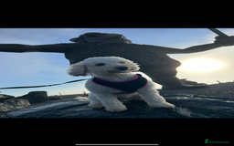 Cavapoo dogs for sale: 1 F2 Cavapoo Puppy Available–Ready for Loving Home - Image 12