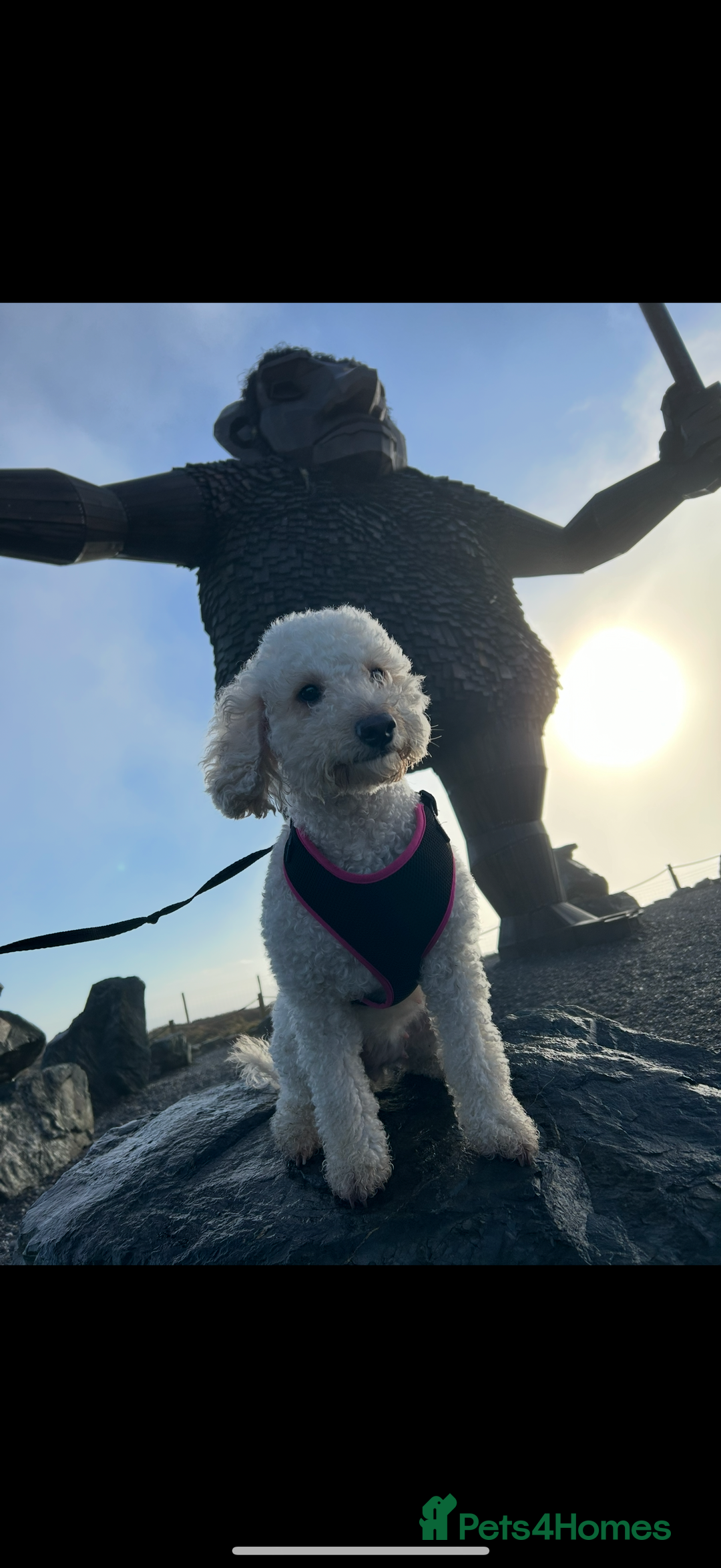 Cavapoo dogs for sale: 1 F2 Cavapoo Puppy Available–Ready for Loving Home - Image 12