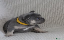 French Bulldog dogs for sale: Lilac and Tan, isabella, French bulldog puppies - Image 7