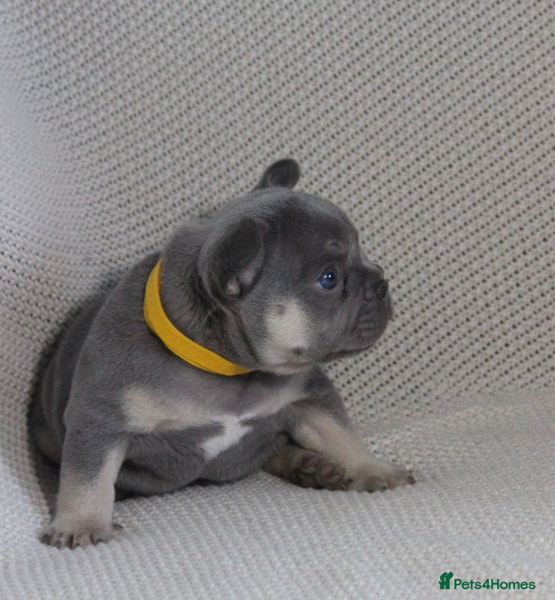 French Bulldog dogs for sale: Lilac and Tan, isabella, French bulldog puppies - Image 7