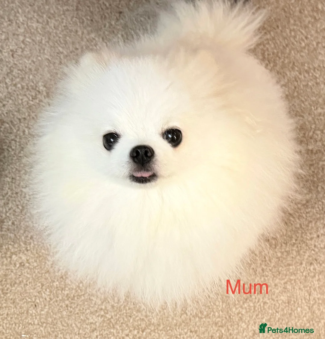 Pomeranian dogs for sale: Stunning KC litter of fluffy white Pom puppy boy - Advert 12