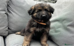 German Shepherd dogs for sale: *READY NOW!!* KC DNA BVA German Shepherds - Image 2