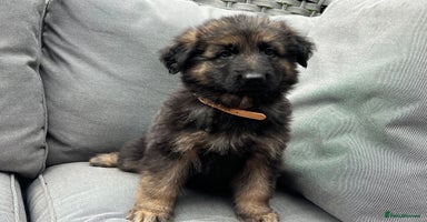 German Shepherd dogs - Advert 2