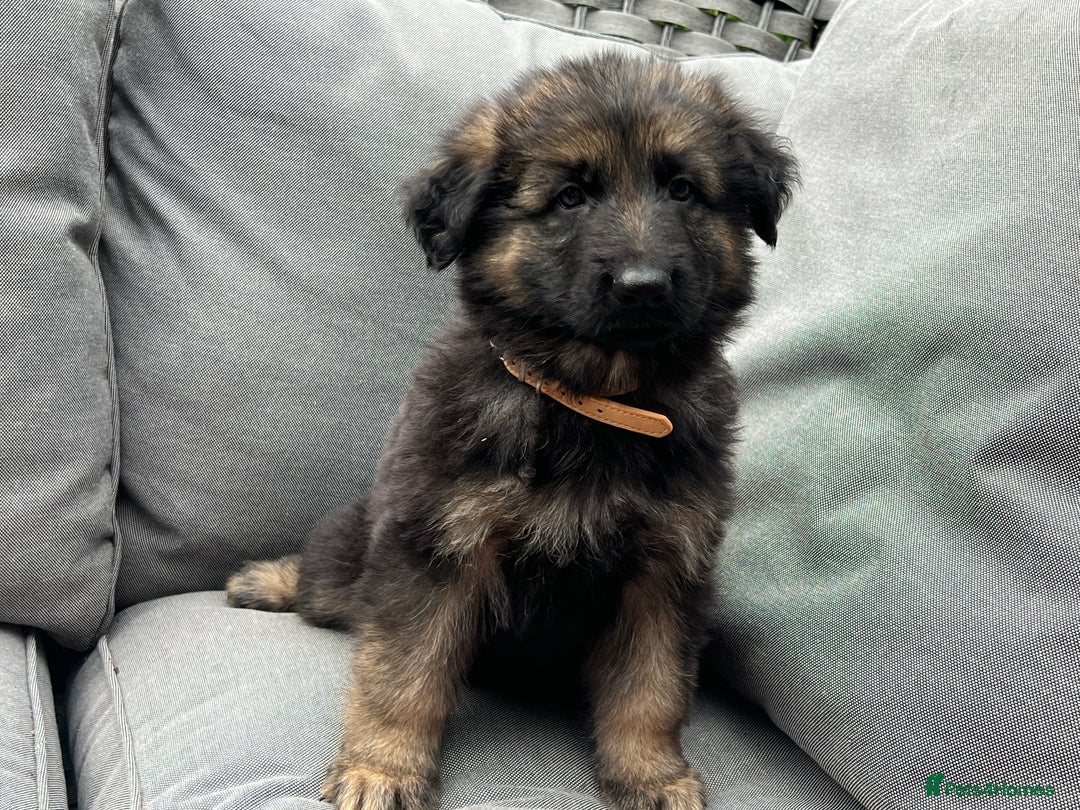 German Shepherd dogs for sale: *READY NOW!!* KC DNA BVA German Shepherds - Image 2