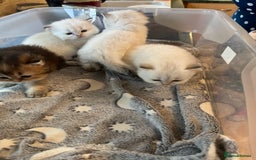 British Longhair cats for sale: Stunning British Longhair Kittens Ready to collect - Image 28