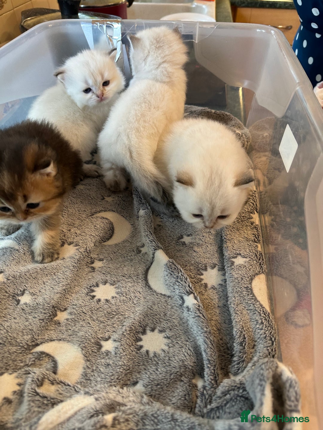 British Longhair cats for sale: Stunning British Longhair Kittens Ready to collect - Image 28