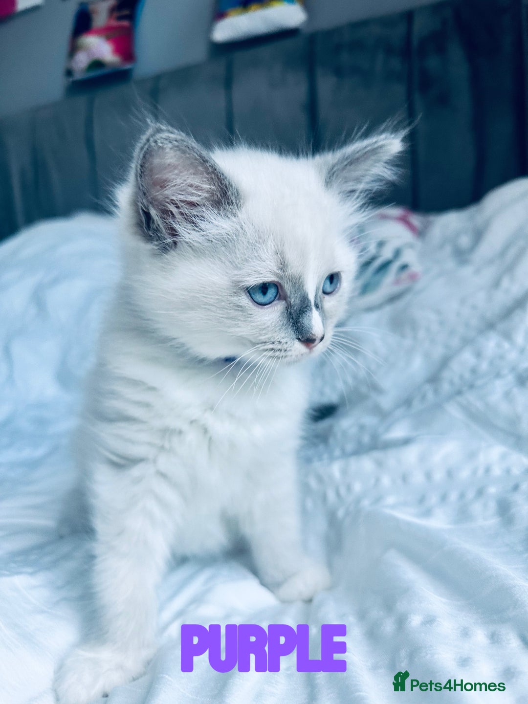 Ragdoll cats for sale: 4 Adorable kittens for sale 🩵🩵 - Image 4