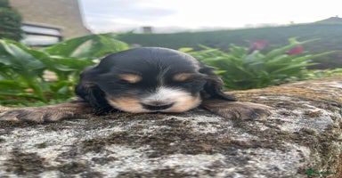 Cocker Spaniel dogs - Advert 2
