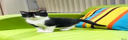 Mixed Breed cats for sale: Kittens for sale ,mixed breed, wonderful behaviour - Advert 17