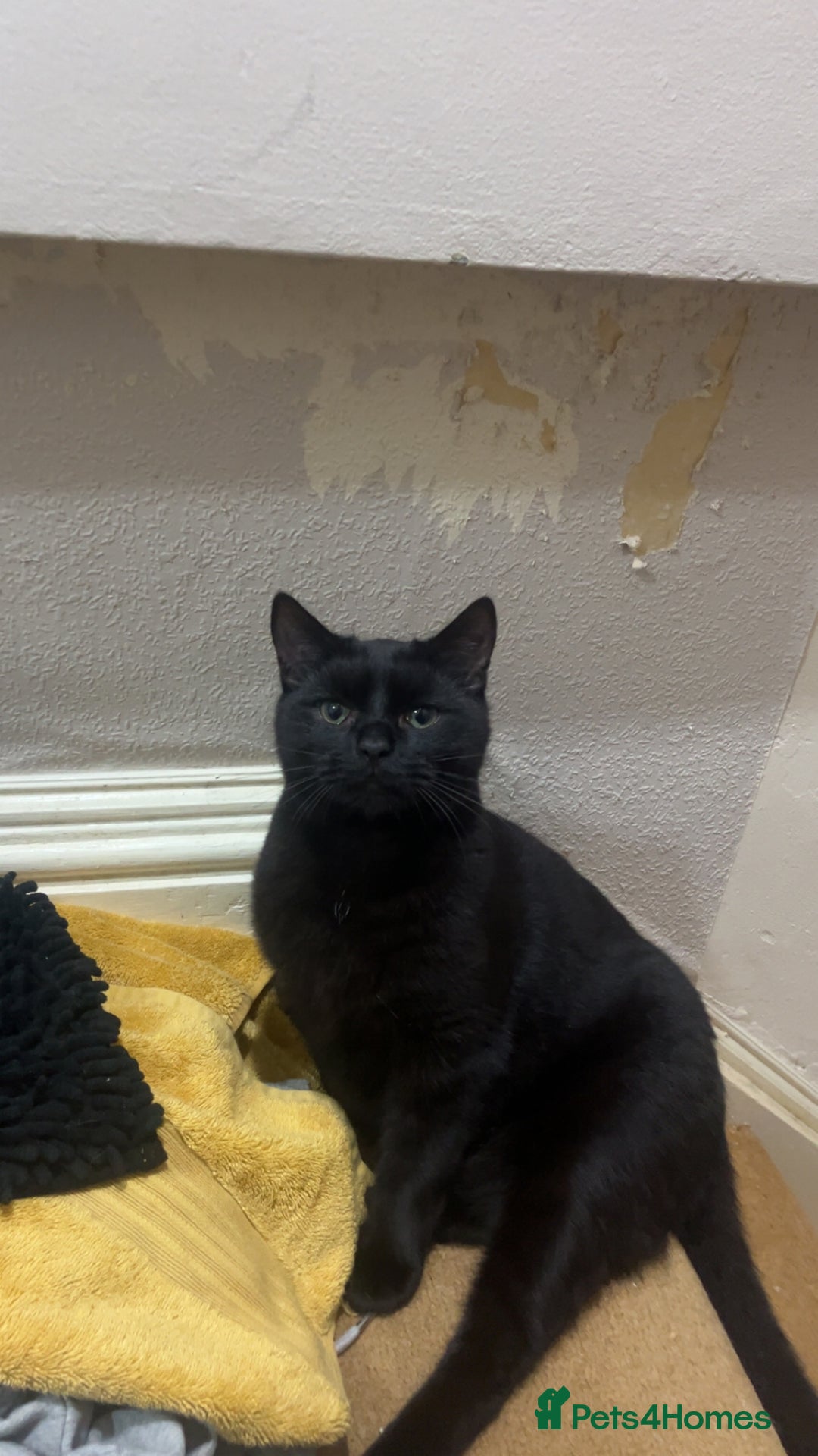 Mixed Breed cats for sale: 2 bonded cats - Advert 13