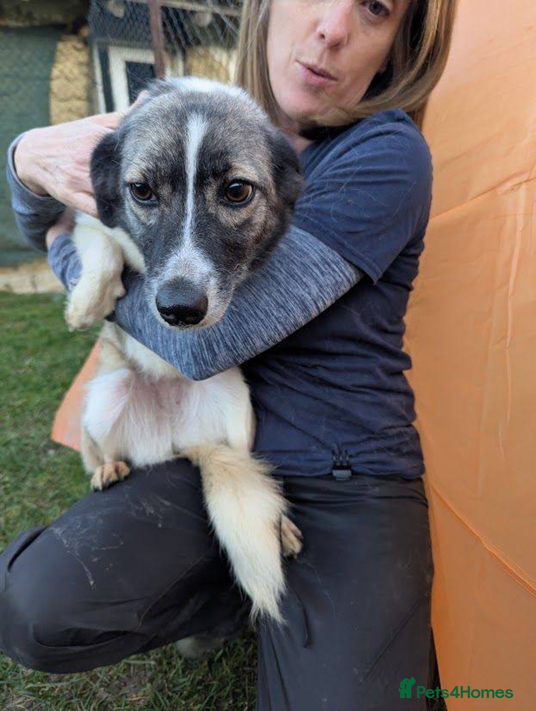 Mixed Breed dogs for adoption: Kiki for adoption - Advert 3