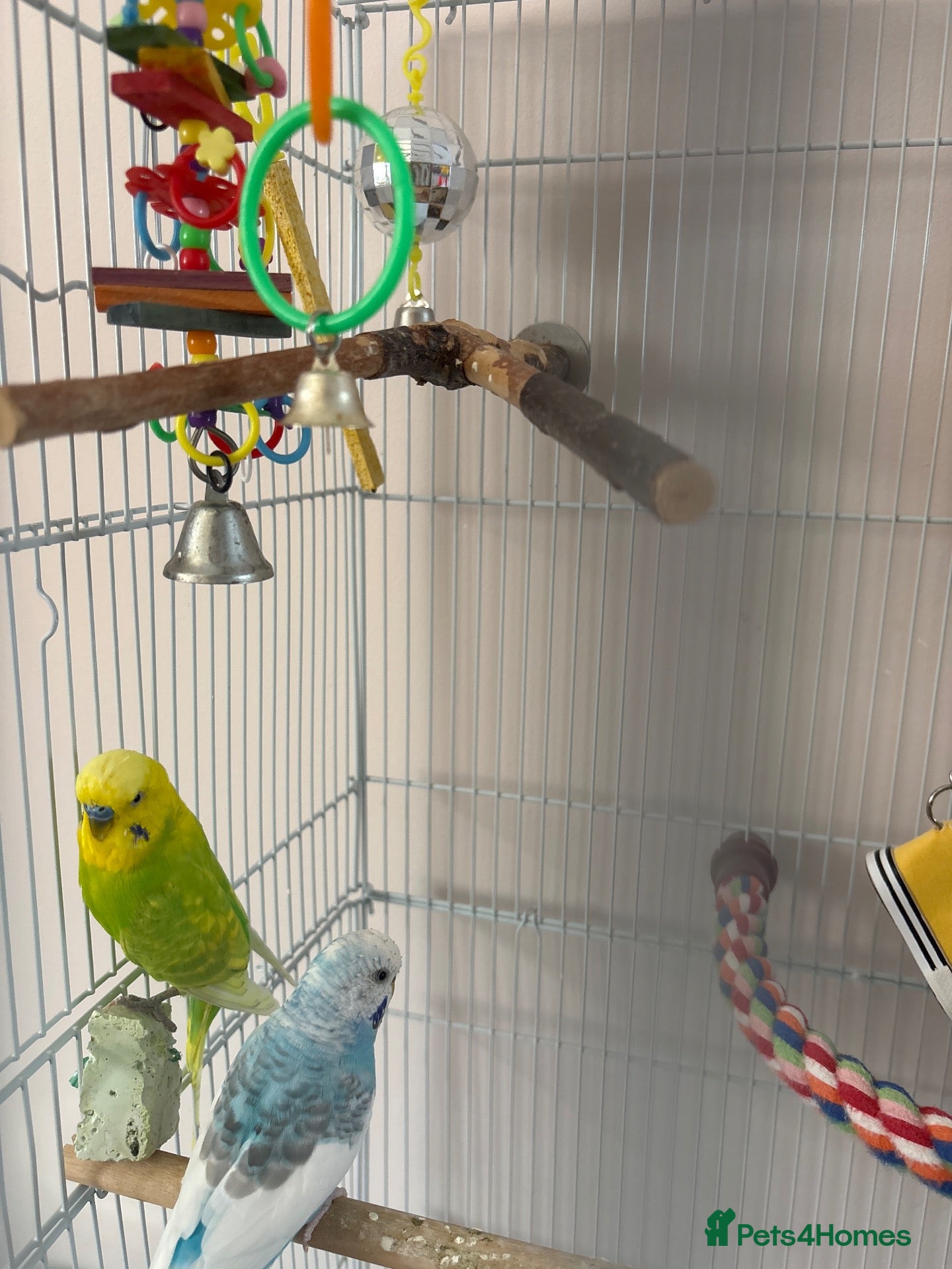 Budgerigars birds Male budgies  - Advert 1