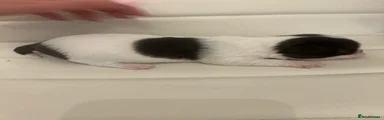 Spot