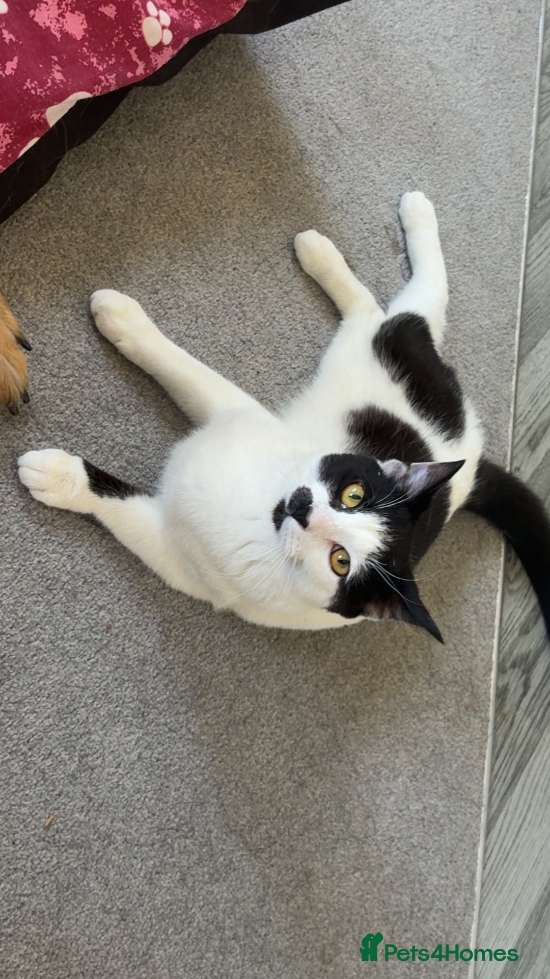 Domestic Shorthair cats for sale: Kitler🤍 possibly looking to rehome  - Image 1