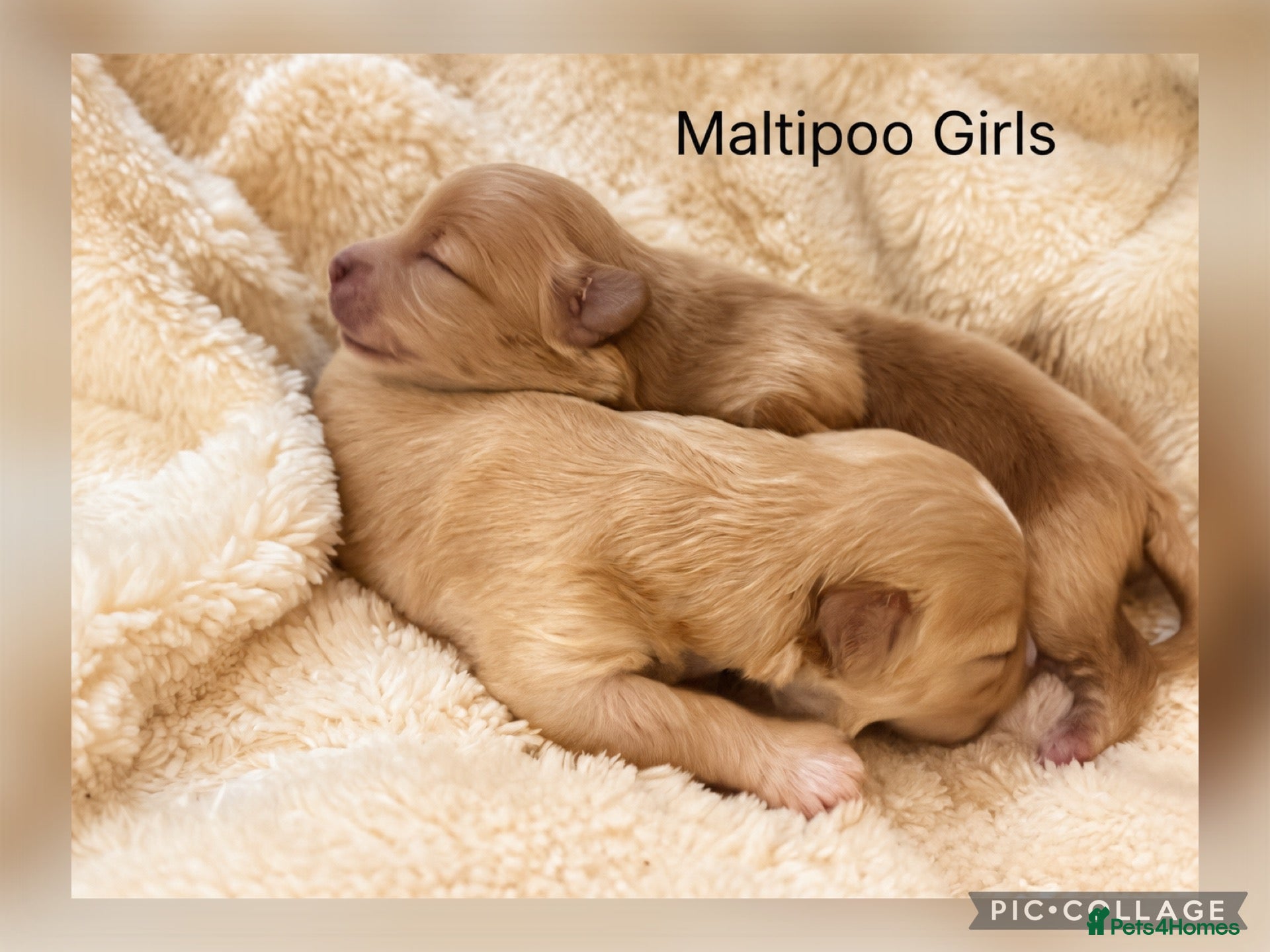 Maltipoo dogs Beautiful Maltipoo’s  - Advert 2