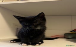 Domestic Shorthair cats for sale: 3 adorable girls left! - Image 3